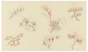 Spray av syv ideelle blomster og av en kvasi naturalistisk blomst av Jean Baptiste Pillement