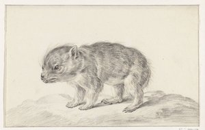 Ung bjørn (?)