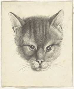 Kattehode, forfra