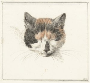 Hodet til en calico-katt, forfra, med lukkede øyne