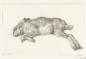 Liggende død hare