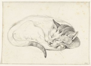 Sammenkrøllet, sovende katt