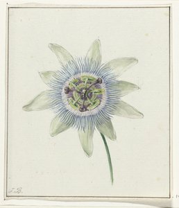 Pasjonsblomst av Jean Bernard