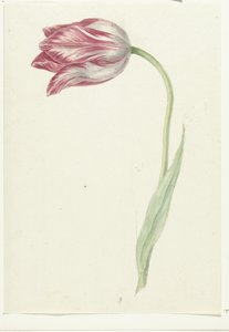 Rosa Tulipan av Jean Bernard