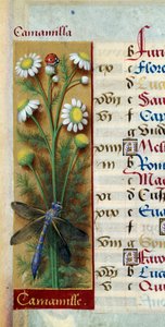 Botanisk: kamille med marihøne og øyenstikker. Miniatyr fra "" Les grandes Hours d