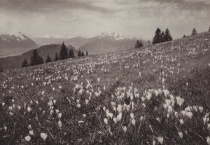 Rigi Kaltbad, Fruhling (s/hvitt bilde) av Jean Gaberell