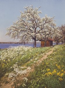 Sveits: mai-tid (fargebilde)