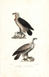 Skjeggørn og Eurasia griffon.