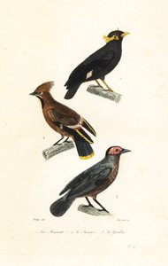 Hill myna, bohemsk voksvinge og coleto.
