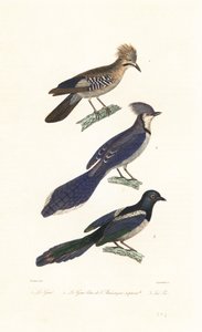 Jay, blue jay og skjære.