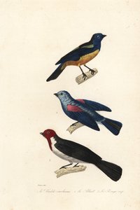 Turkis tanager, blågrå tanager og rødhåret kardinal.