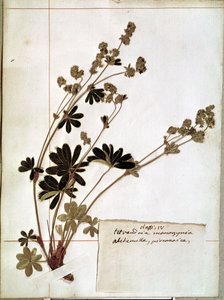 Alchemilla, fra et herbarium (pressede blomster)