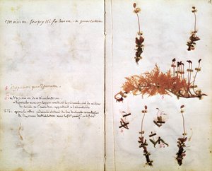 Side 15 fra et herbarium
