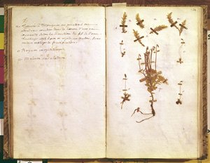 Side 24 fra et herbarium