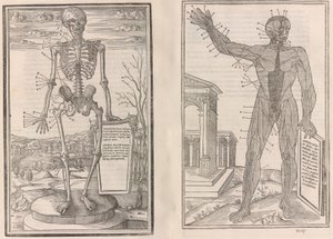 Om disseksjon av delene av menneskekroppen, bok tre, 1545 av Jean Jollat