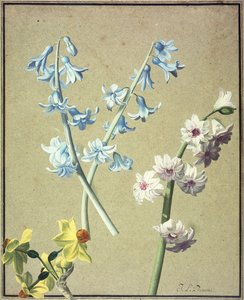 En blå og en lavendelhyacint, og en gul narcissus, ca. 1805