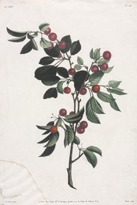 Blomster- og fruktsamling: Tidlige kirsebærgrener