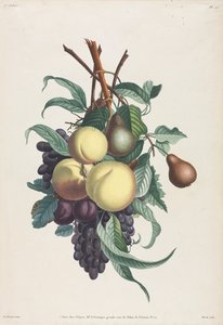 Samling av blomster og frukt: Grener av rousselet, fersken, plomme og drue