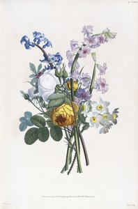 Narcisse, Rosa, Hyacynth, 1805