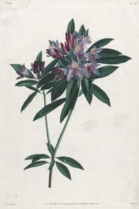 Pontisk Rhododendron