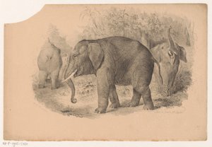 indiske elefanter av Jean Matthieu Kierdorff