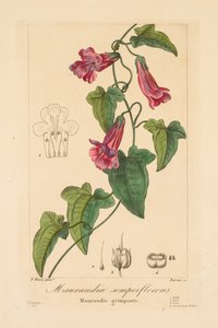 Flora for gartnere, hobbyister og produsenter: Maurandia semperflorens av Jean Pierre Frederic Barrois