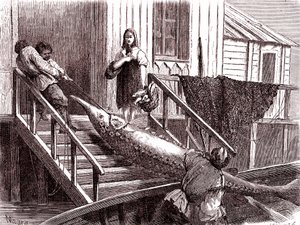 Fiske stør på Volga-elven, Russland. 1867 (gravering)