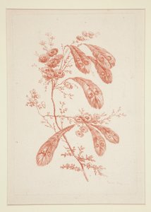 Uten tittel (Ideelle blomster), fra et sett på seks av Jeanne Deny
