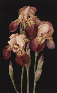 Irises, 2004 (wc på papir)