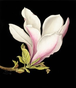 Magnolia