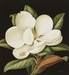 Magnolia Grandiflora, 2003 (wc på papir)