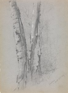 Studie av Birch Trunks Scribners', 1869. av Jervis McEntee