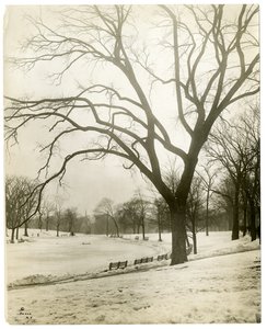 Boston Common & froskedam, ved tre, Boston, USA, ca. 1902-10 (foto av gelatinsølv) av Jessie Tarbox Beals