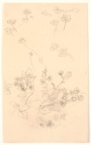 Blomsterstudier av Joakim Frederik Skovgaard