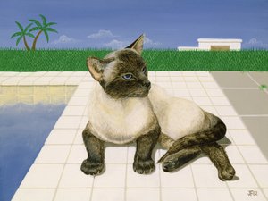 Siamese katt ved et svømmebasseng