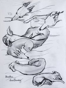 Bracken, the whippet, 2000, (blyant) av Joan Thewsey