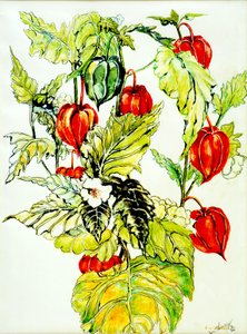 Chinese Lantern Spray, 2005, (vannfarge) av Joan Thewsey