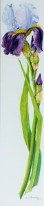 Iris med tre knopper, 2010, akvarell av Joan Thewsey