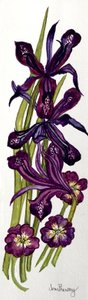 Iris og primula (akvarell) av Joan Thewsey
