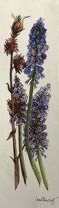 Muscari og Viburnum bodnantense (akvarell) av Joan Thewsey
