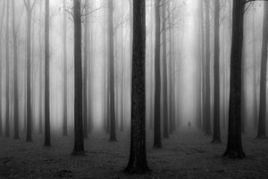 Den mystiske tåkeskogen av Jochen Bongaerts