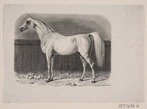 En hest av Johan Frederik Rosenstand