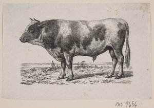 En okse av Johan Frederik Rosenstand