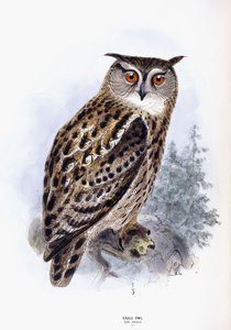Ørn ugle