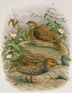 New Zealand Quail, illustrasjon fra 'A History of the Birds of New Zealand' av WL Buller, 1887-88 (chromolitho)