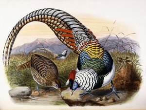 Thaumalea Amherstae