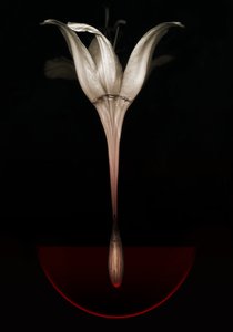 Blødende lilje, 2013 (fotografi) av Johan Lilja