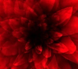 Blomsterrød nyanse, 2016 (digitalt kunsttrykk) av Johan Lilja