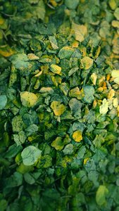Leaf, 2018 (fotomanipulering) av Johan Lilja