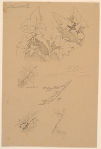 Blad- og blomsterstudier